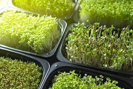 Микрозелень: полезные свойства и выращивание в домашних условиях