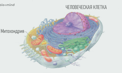 Митохондриальная пластичность: ключ к здоровью и долголетию