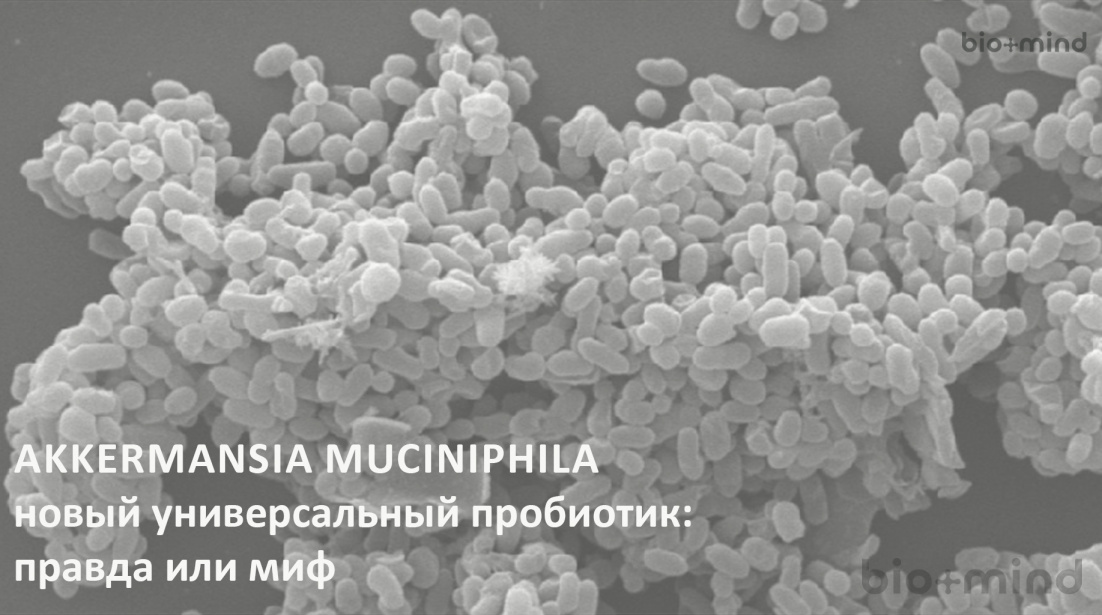 Микроскопическое изображение бактерий Akkermansia muciniphila, новый универсальный пробиотик