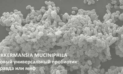 Аkkermansia muciniphila – новый универсальный пробиотик: правда или миф